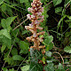Orobanche hederae
