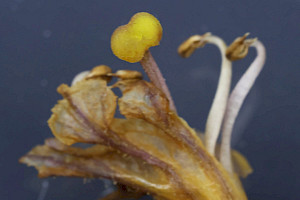 Ivy Broomrape: Orobanche hederae