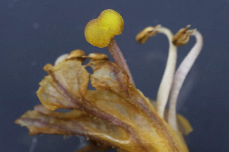 Orobanche hederae - &copy; Charles Hipkin