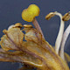 Orobanche hederae