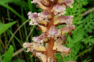 Ivy Broomrape: Orobanche hederae