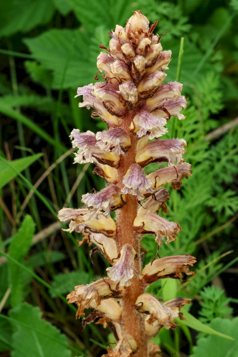 Orobanche hederae - &copy; Charles Hipkin