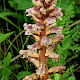 Orobanche hederae