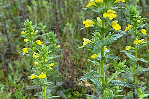 Yellow Bartsia: Parentucellia viscosa