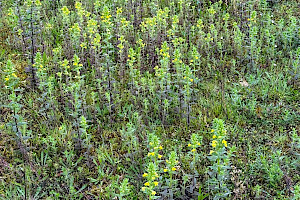 Yellow Bartsia: Parentucellia viscosa