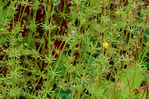 Wall Bedstraw: Galium parisiense