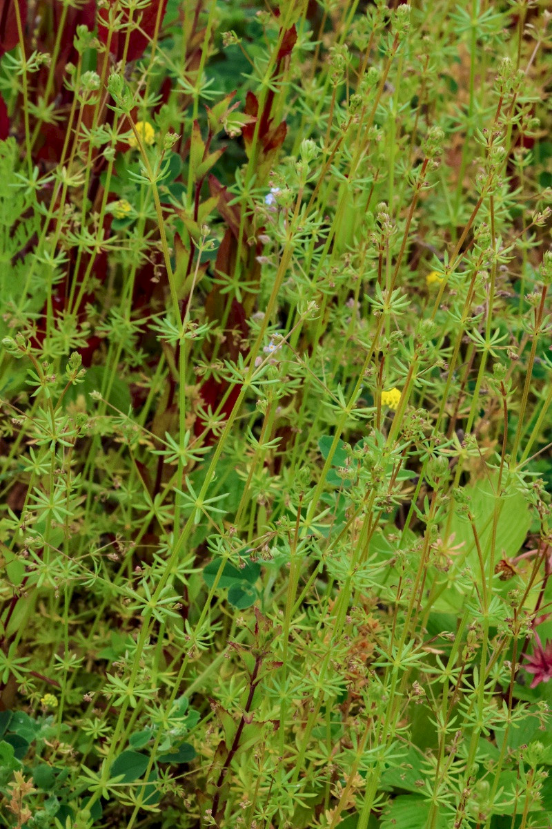 Galium parisiense - &copy; Charles Hipkin