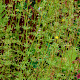 Galium parisiense