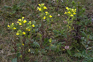 Yellow Bartsia: Parentucellia viscosa