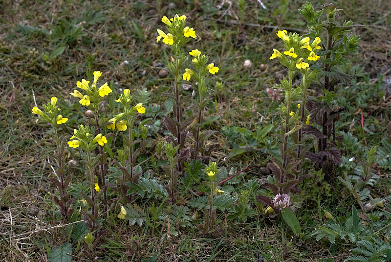 Parentucellia viscosa - &copy; Charles Hipkin