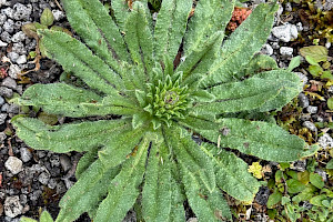 Viper's-bugloss: Echium vulgare