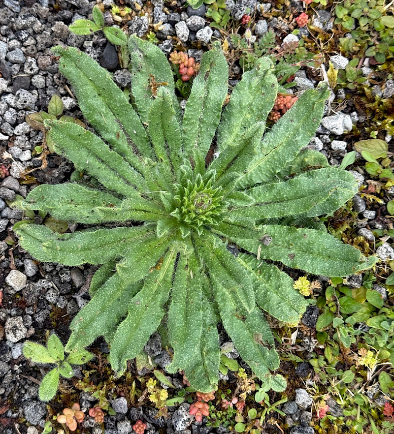 Echium vulgare - &copy; Charles Hipkin