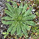 Echium vulgare