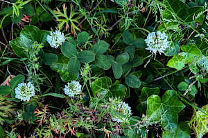 Alsike Clover: Trifolium hybridum
