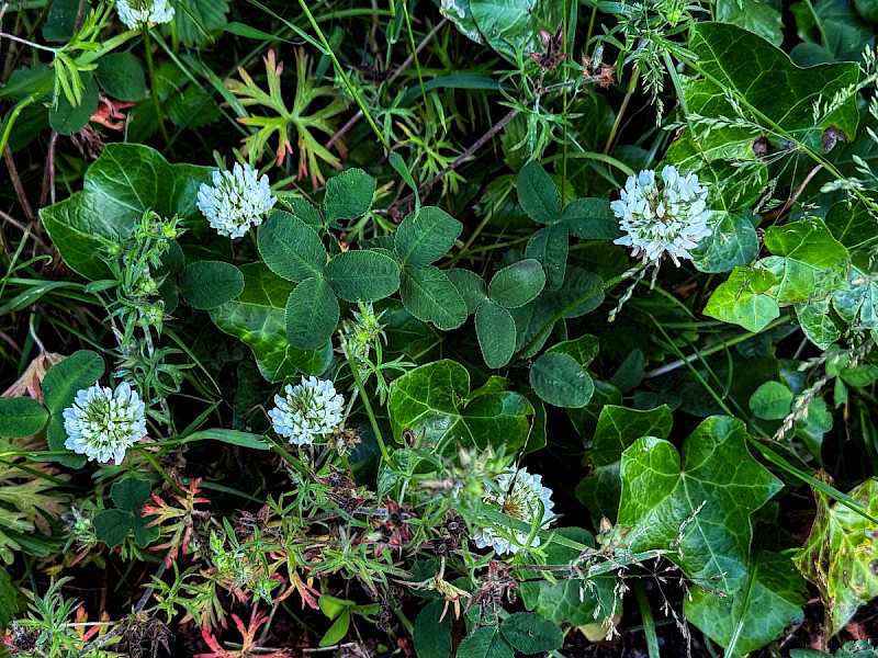 Trifolium hybridum - &copy; Charles Hipkin