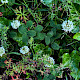 Trifolium hybridum