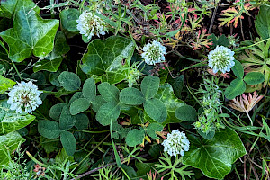 Trifolium hybridum Alsike Clover