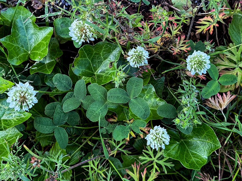 Trifolium hybridum - &copy; Charles Hipkin