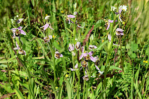 Bee Orchid: Ophrys apifera