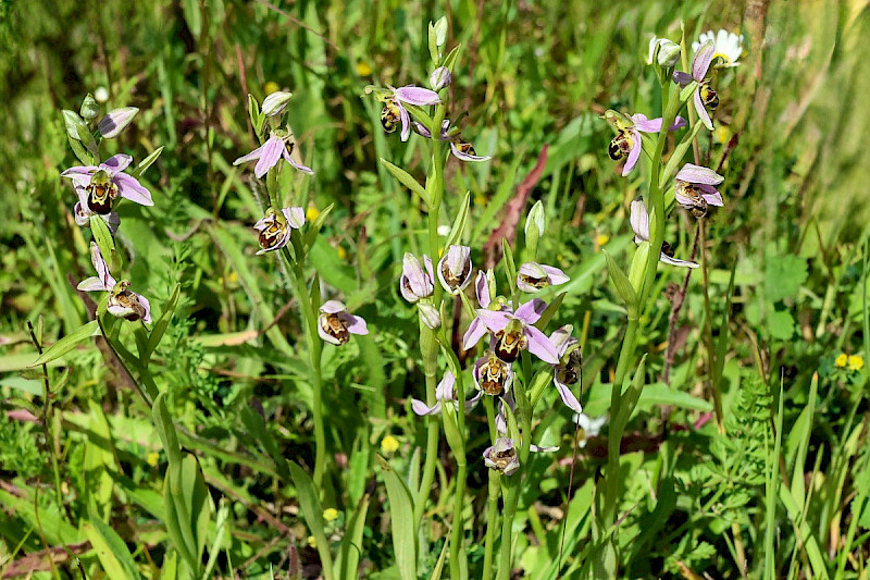 Ophrys apifera - &copy; Charles Hipkin