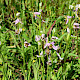 Ophrys apifera