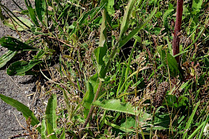 Oxtongue Broomrape: Orobanche picridis