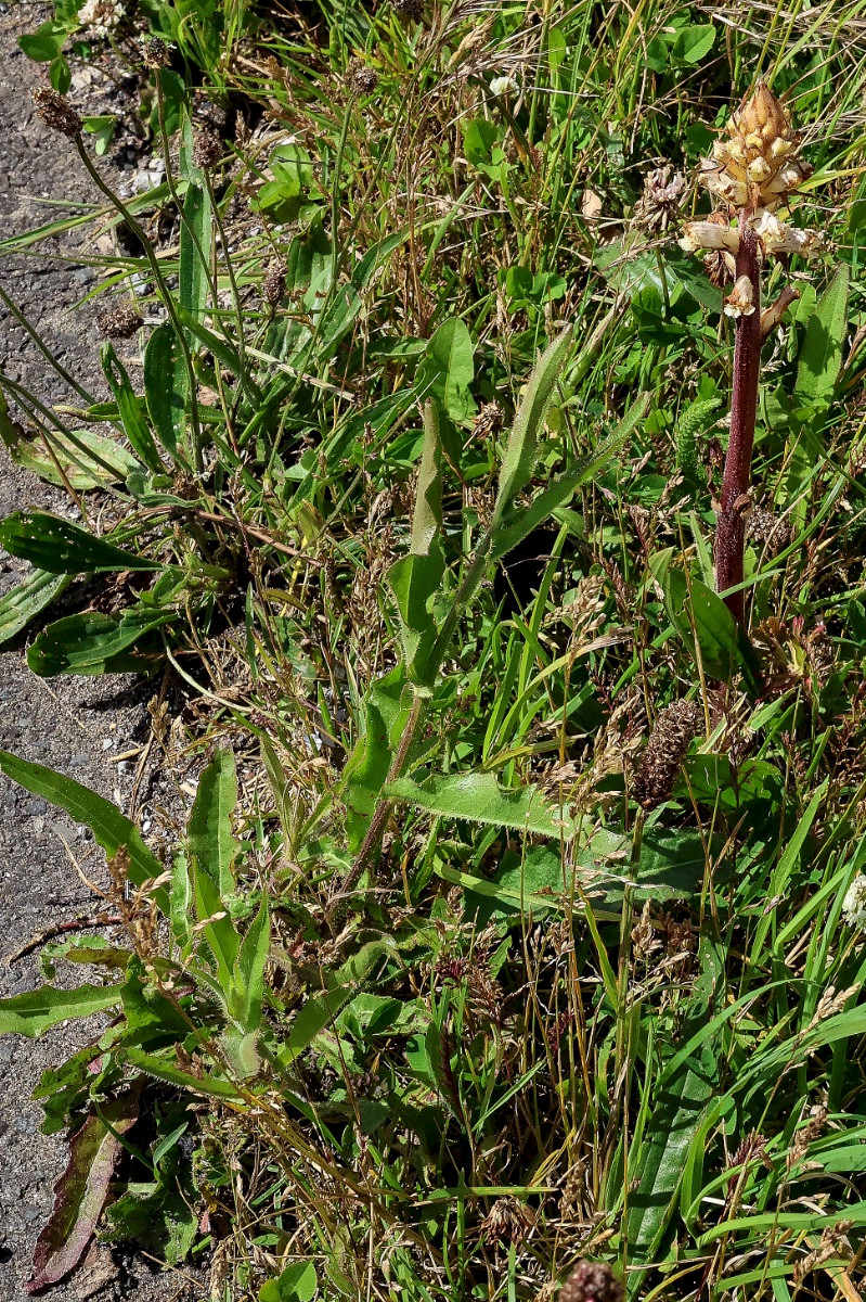 Orobanche picridis - &copy; Charles Hipkin