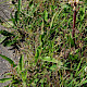 Orobanche picridis