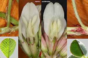 Western Clover: Trifolium occidentale