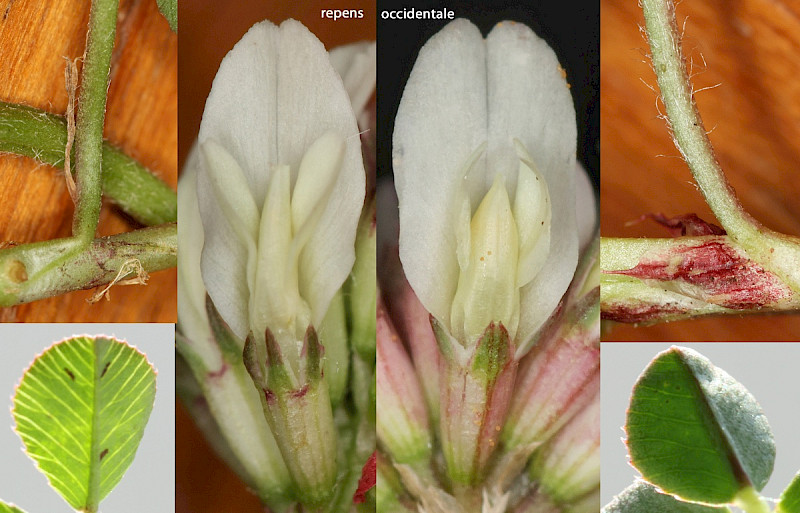 Trifolium occidentale - &copy; Ian Tew