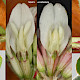 Trifolium occidentale