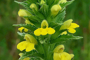 Yellow Bartsia: Parentucellia viscosa