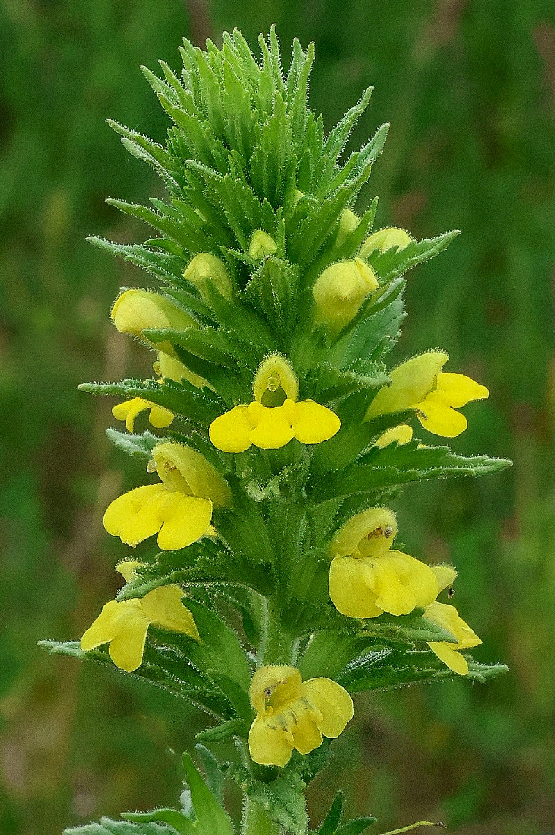 Parentucellia viscosa - &copy; Charles Hipkin