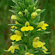 Parentucellia viscosa