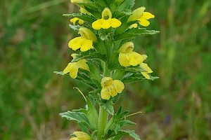 Yellow Bartsia: Parentucellia viscosa