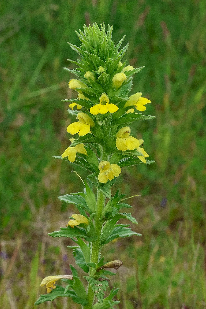 Parentucellia viscosa - &copy; Charles Hipkin