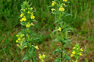 Parentucellia viscosa Yellow Bartsia