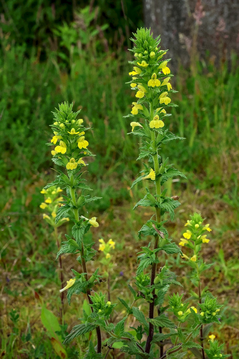Parentucellia viscosa - &copy; Charles Hipkin