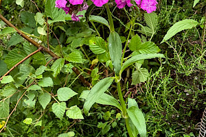 Dianthus barbatus Sweet-William