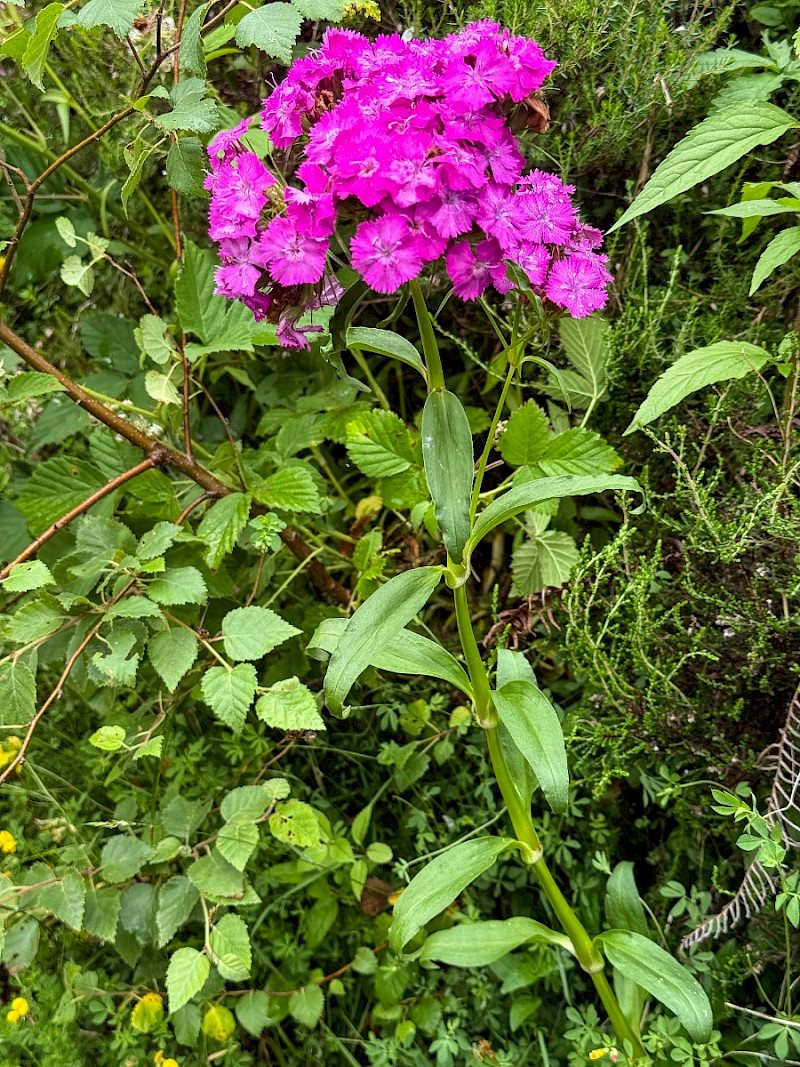 Dianthus barbatus - &copy; Charles Hipkin