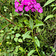 Dianthus barbatus