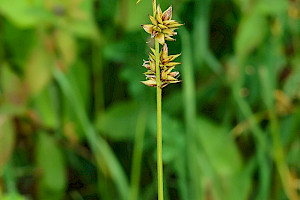 Carex muricata subsp. pairae Prickly Sedge