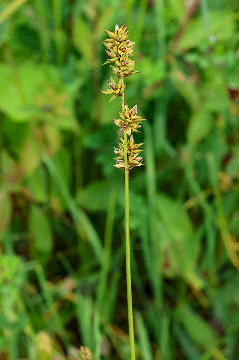 Carex muricata subsp. pairae - &copy; Charles Hipkin