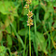 Carex muricata subsp. pairae