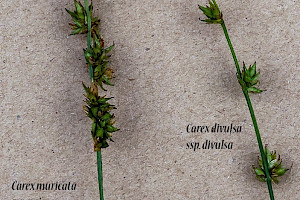 Prickly Sedge: Carex muricata subsp. pairae