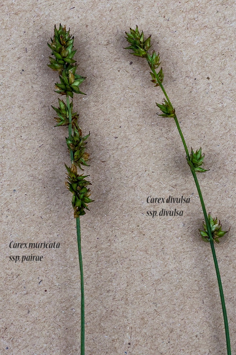 Carex muricata subsp. pairae - &copy; Charles Hipkin