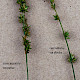 Carex muricata subsp. pairae