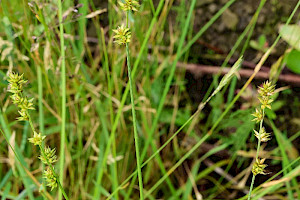 Prickly Sedge: Carex muricata subsp. pairae