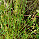 Carex muricata subsp. pairae
