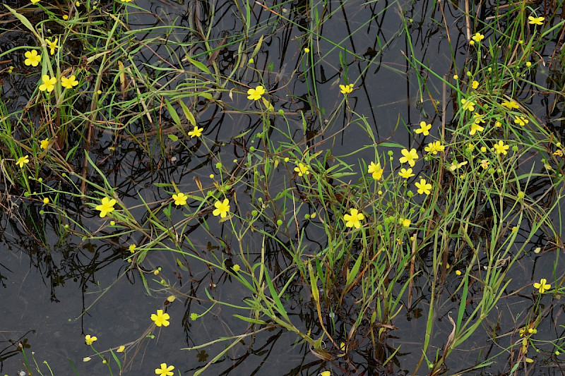 Ranunculus flammula - &copy; Charles Hipkin